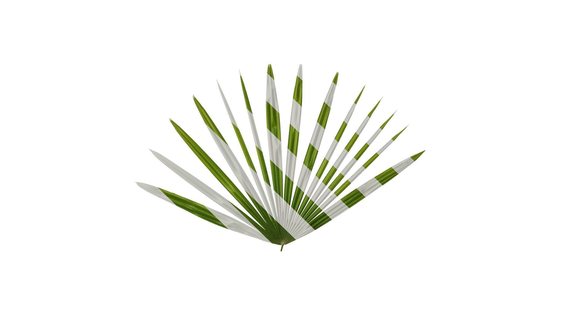 Anydrafts Rhapis excelsa Atlas 07 Texture
