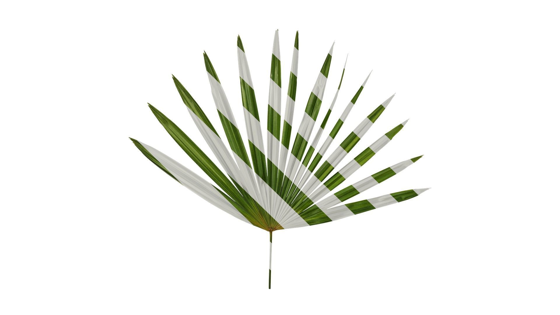 Anydrafts Rhapis excelsa Atlas 09 Texture
