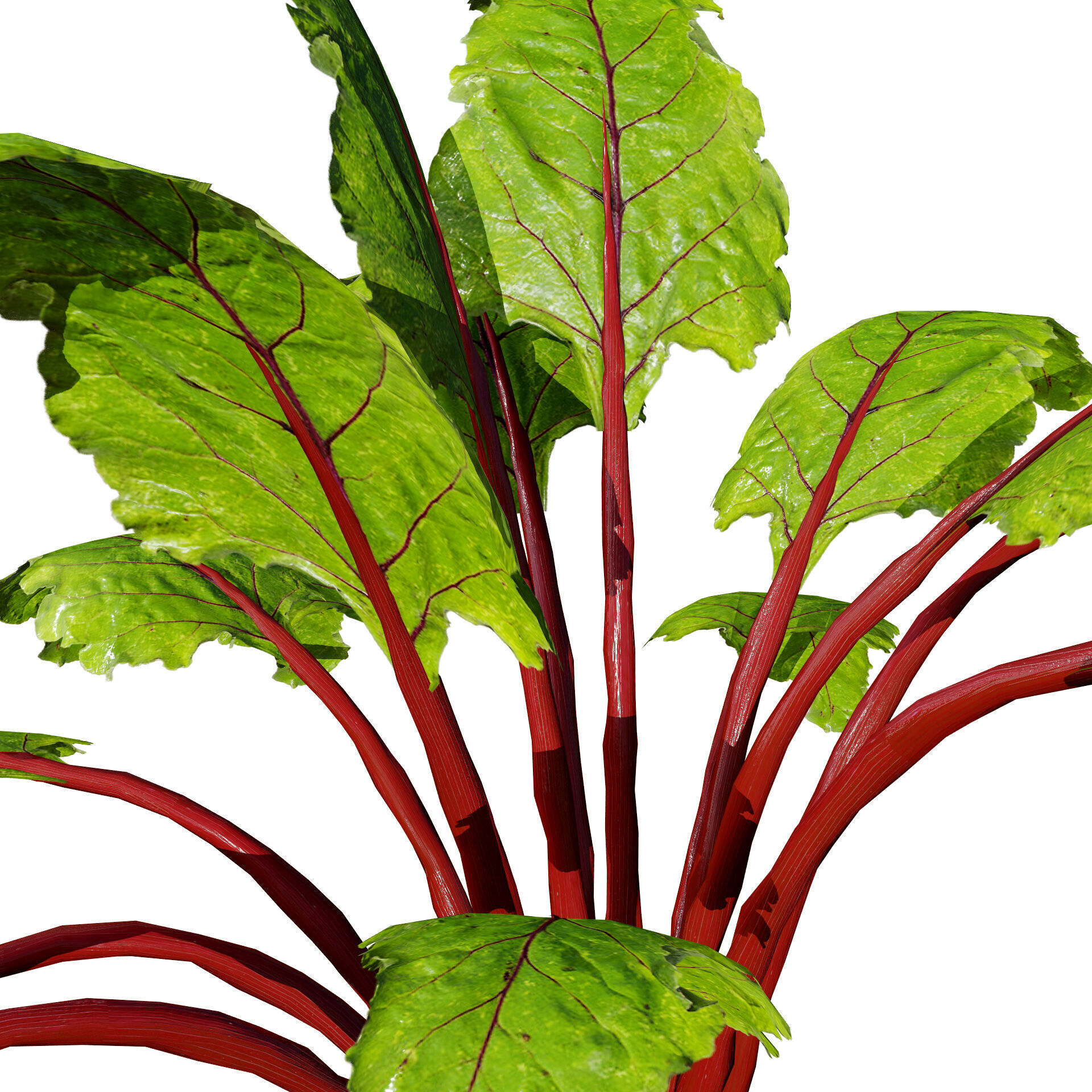Beet Plant 3D Model Low-poly 3D model_5