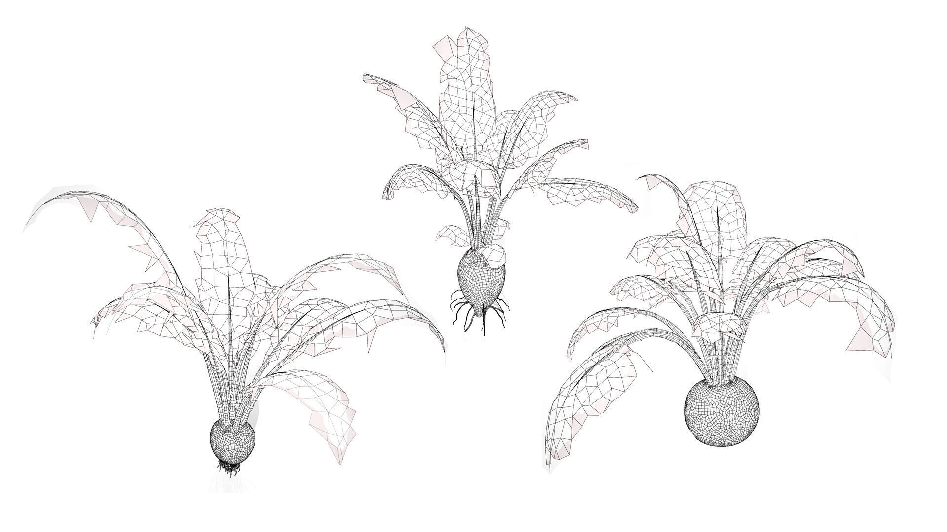 Beet Plant 3D Model Low-poly 3D model_9