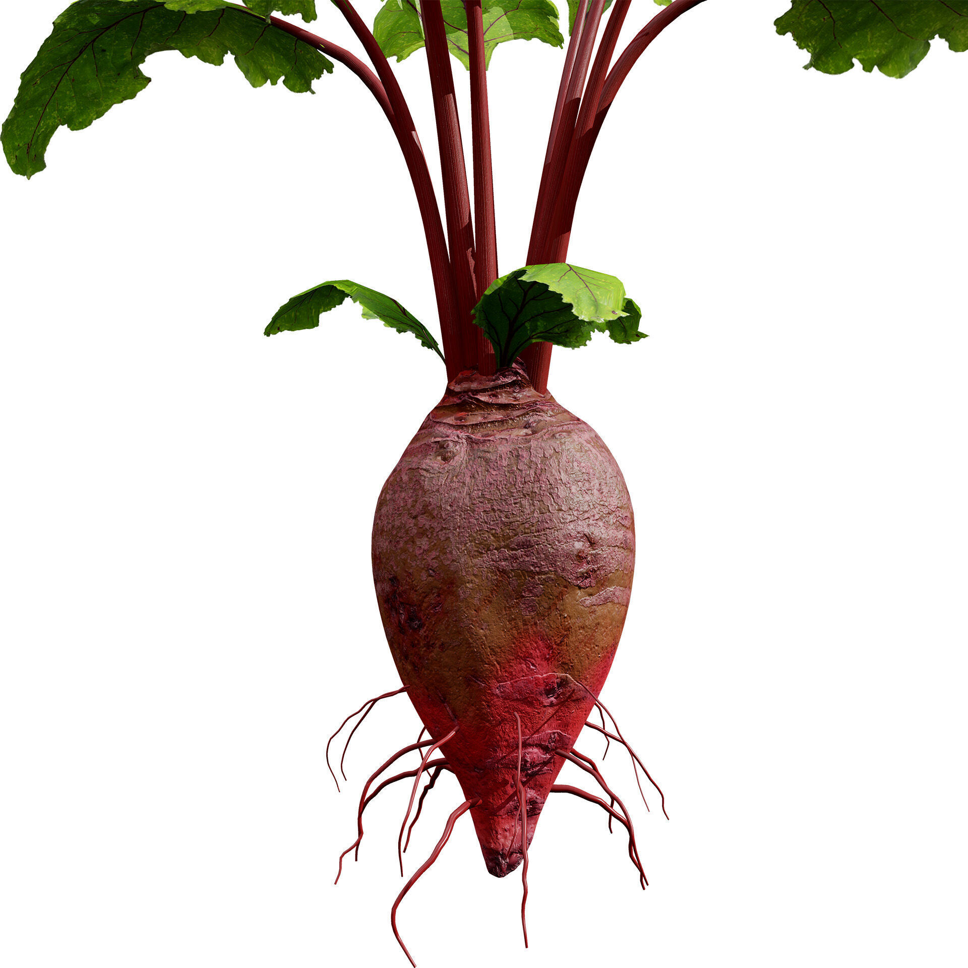Beet Plant 3D Model Low-poly 3D model_2