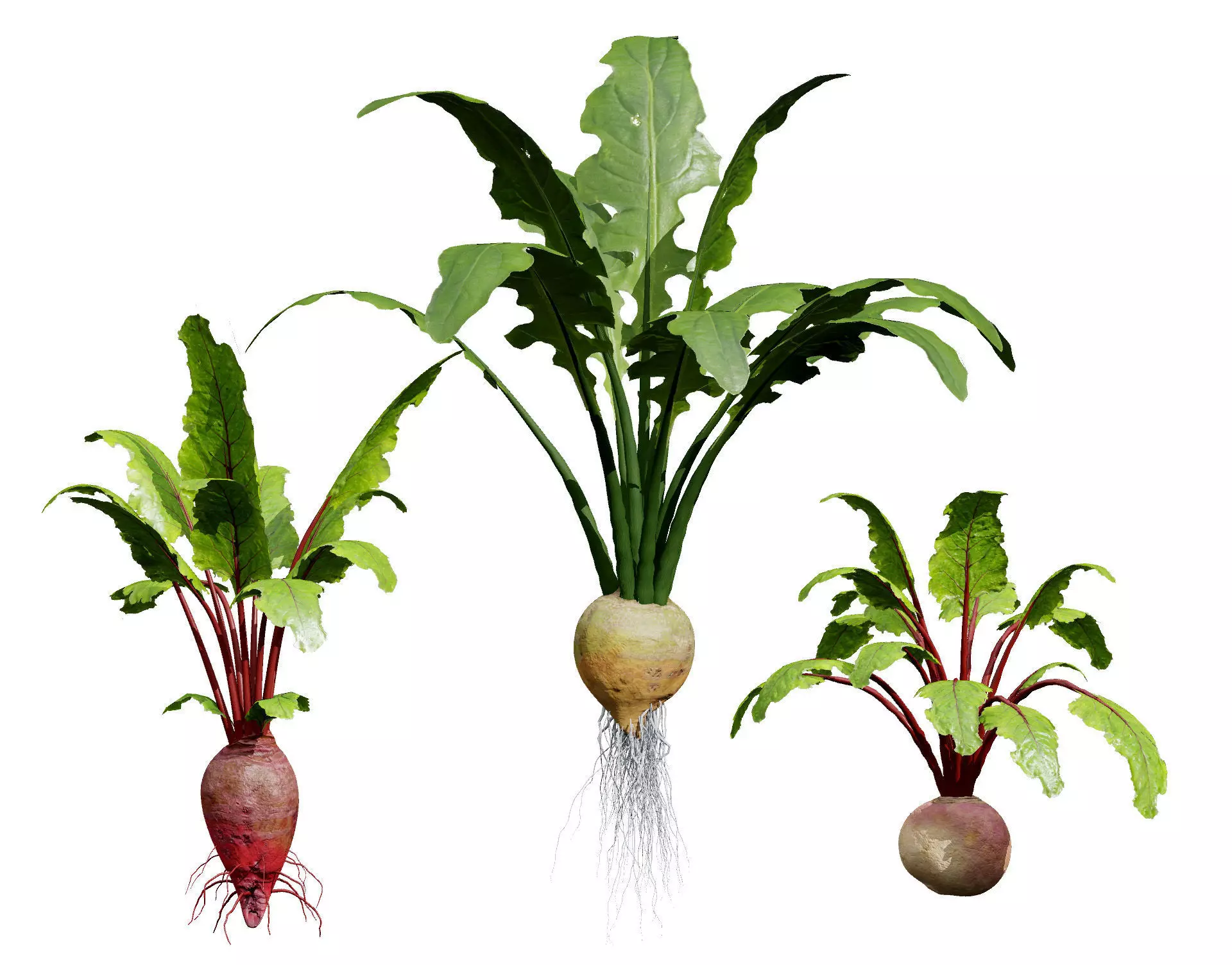 Beet Plant 3D Model Low-poly 3D model_0