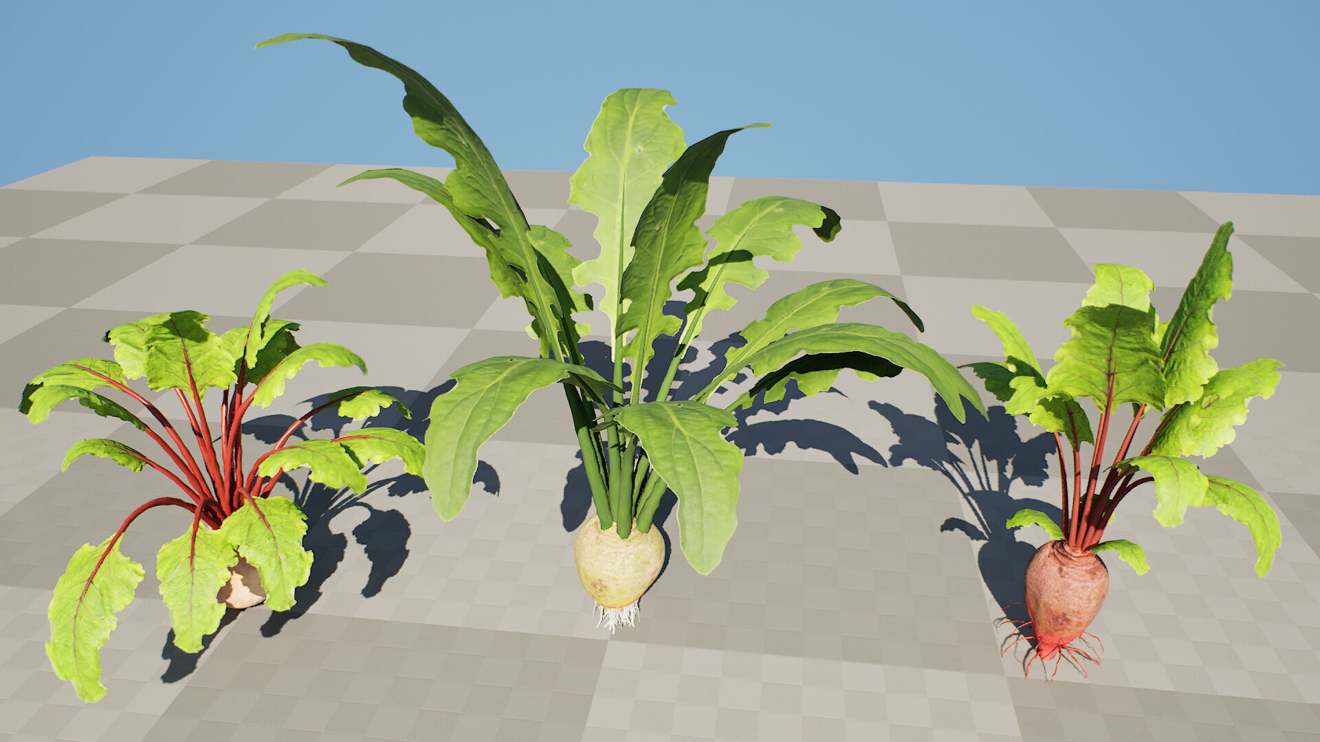 Beet Plant 3D Model Low-poly 3D model_7