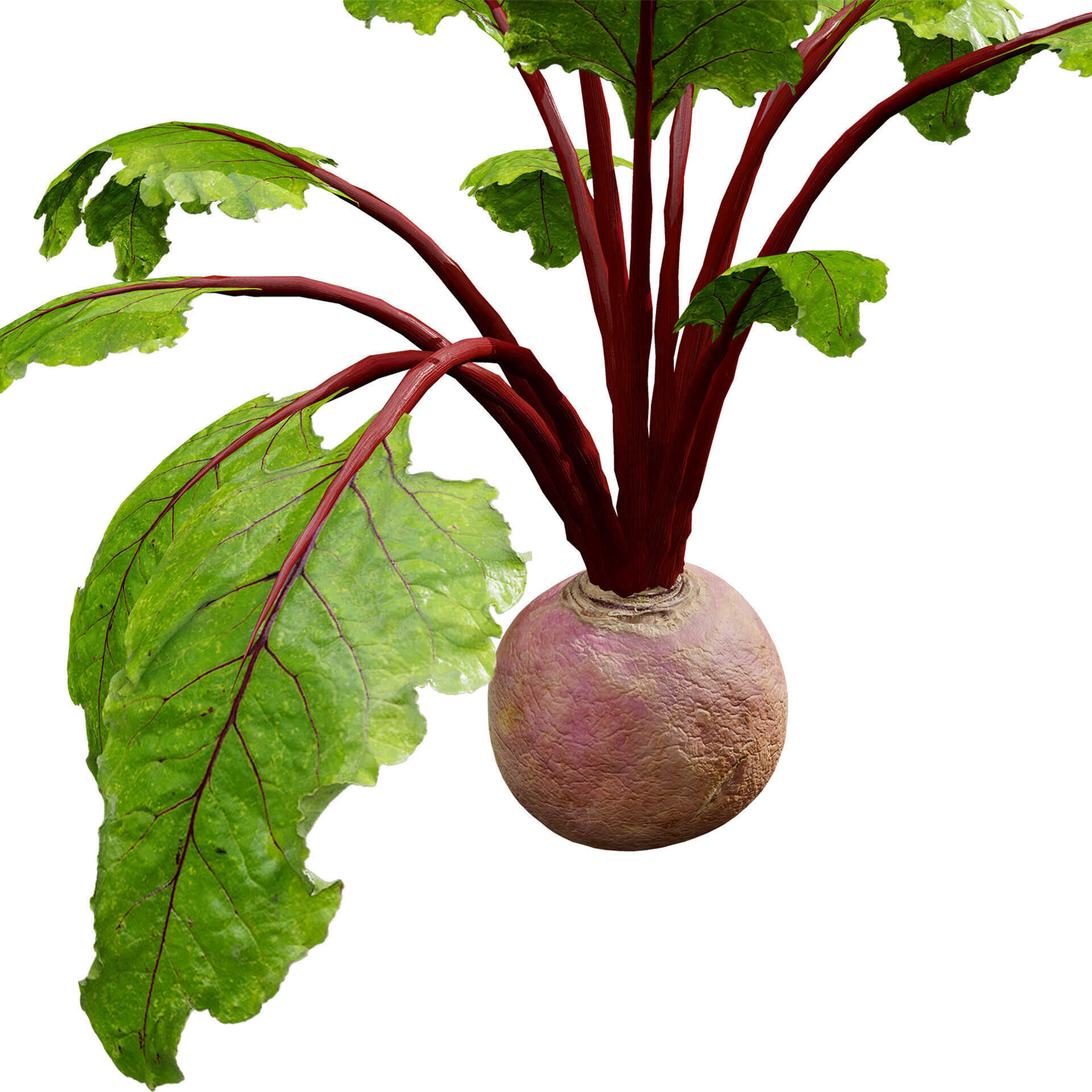 Beet Plant 3D Model Low-poly 3D model_4