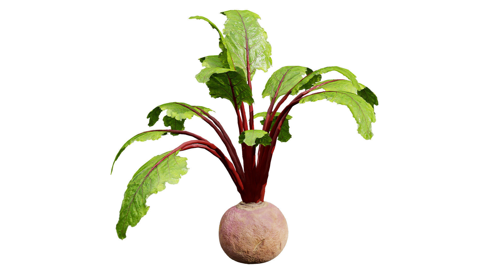 Beet Plant 3D Model Low-poly 3D model_3
