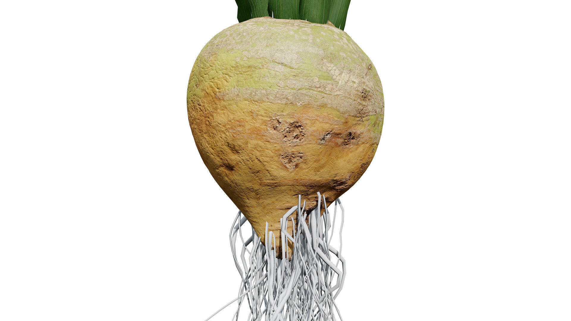 Beet Plant 3D Model Low-poly 3D model_8