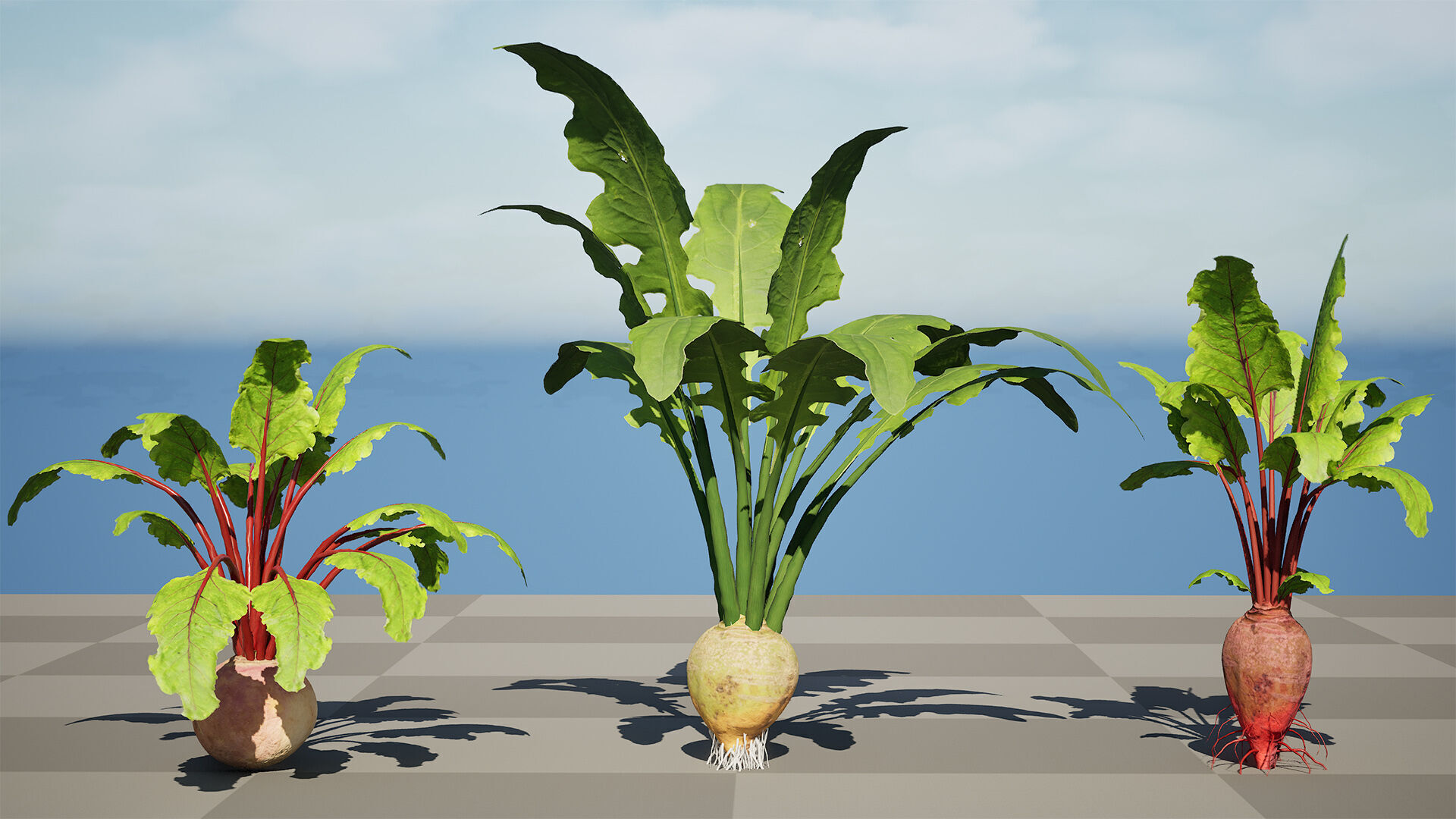 Beet Plant 3D Model Low-poly 3D model_6