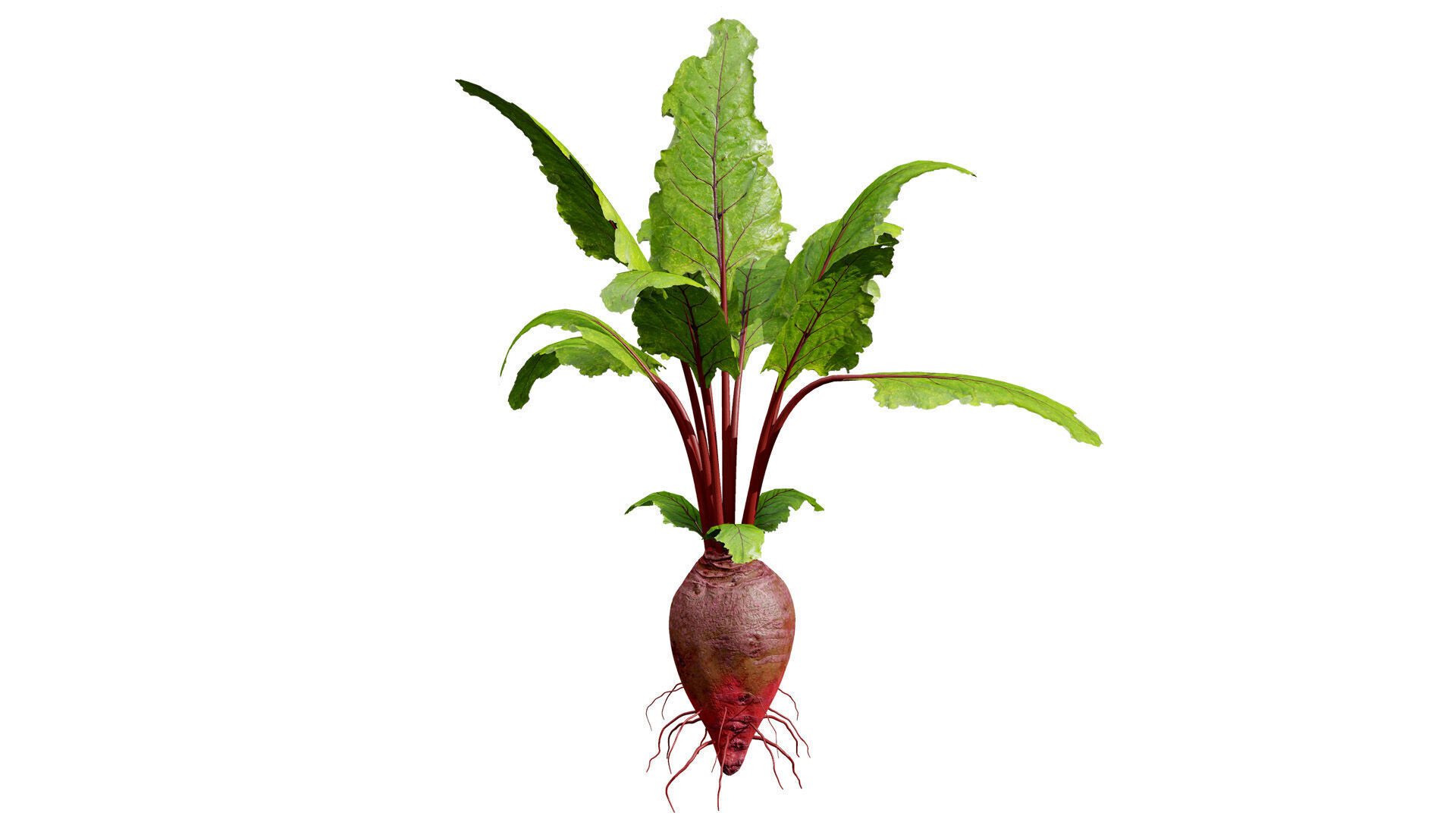 Beet Plant 3D Model Low-poly 3D model_1