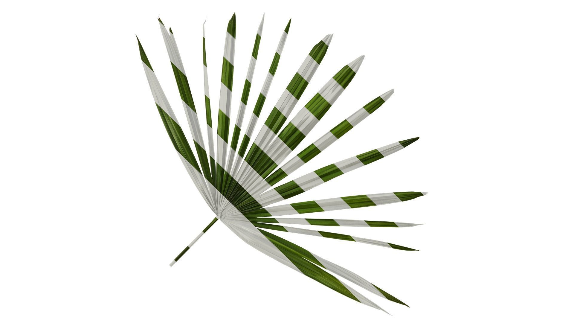Anydrafts Rhapis excelsa Atlas 12 Texture