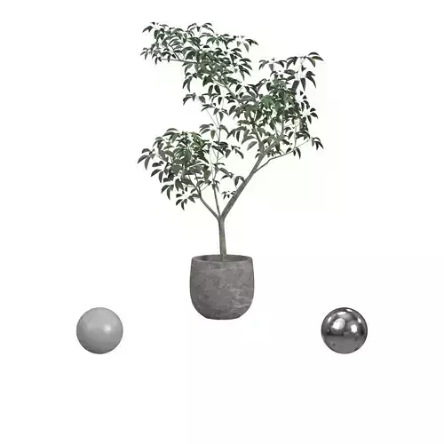pot tree
