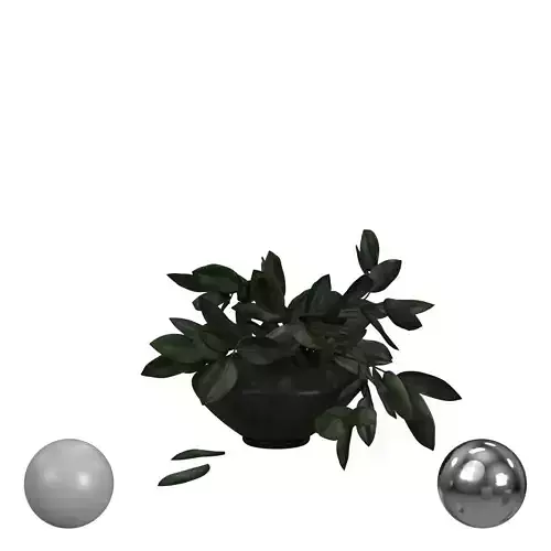 Plant in black vase