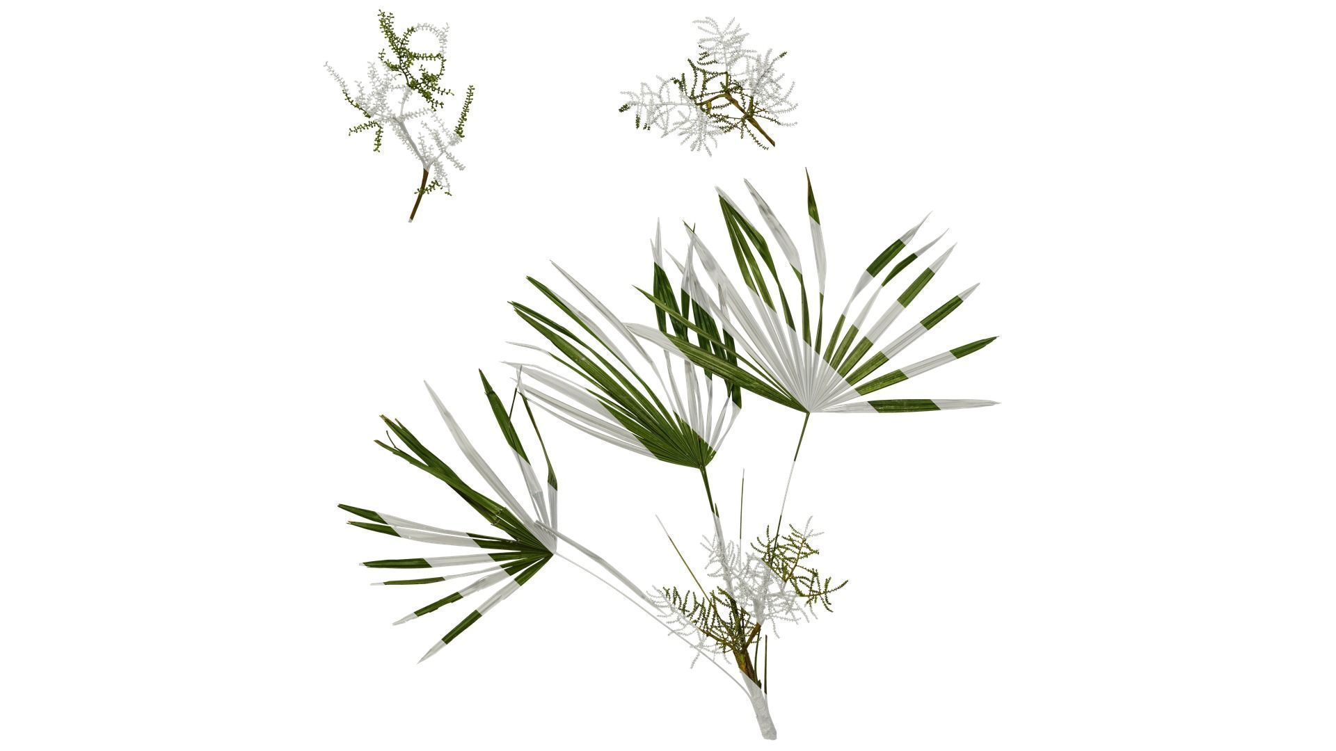 Anydrafts Rhapis excelsa Atlas 13 Texture