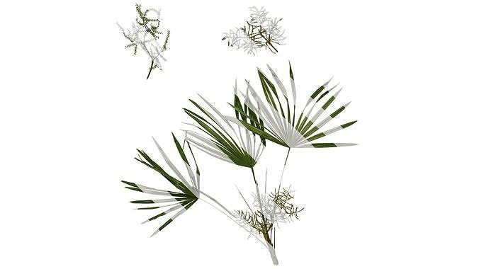 Anydrafts Rhapis excelsa Atlas 13 Texture