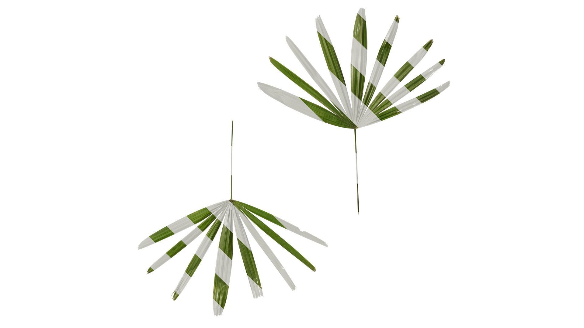Anydrafts Rhapis excelsa Atlas 21 Texture