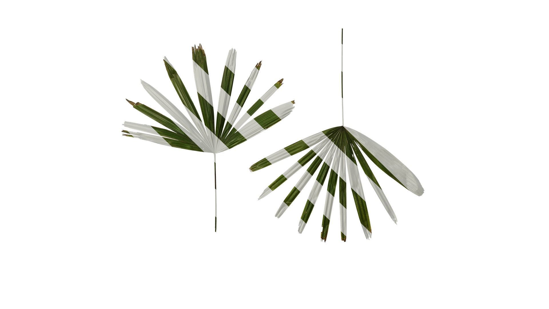 Anydrafts Rhapis excelsa Atlas 22 Texture