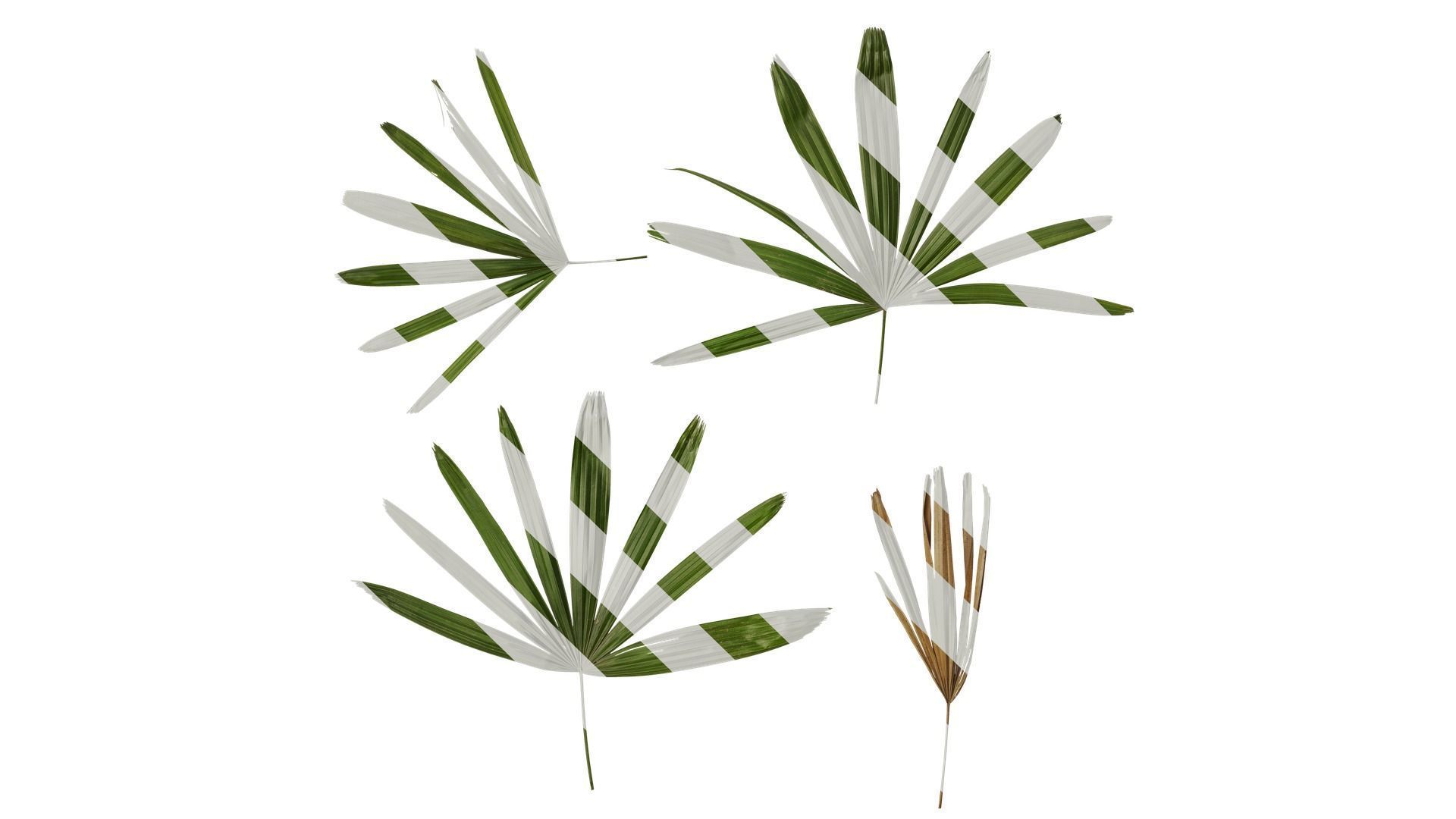 Anydrafts Rhapis excelsa Atlas 23 Texture