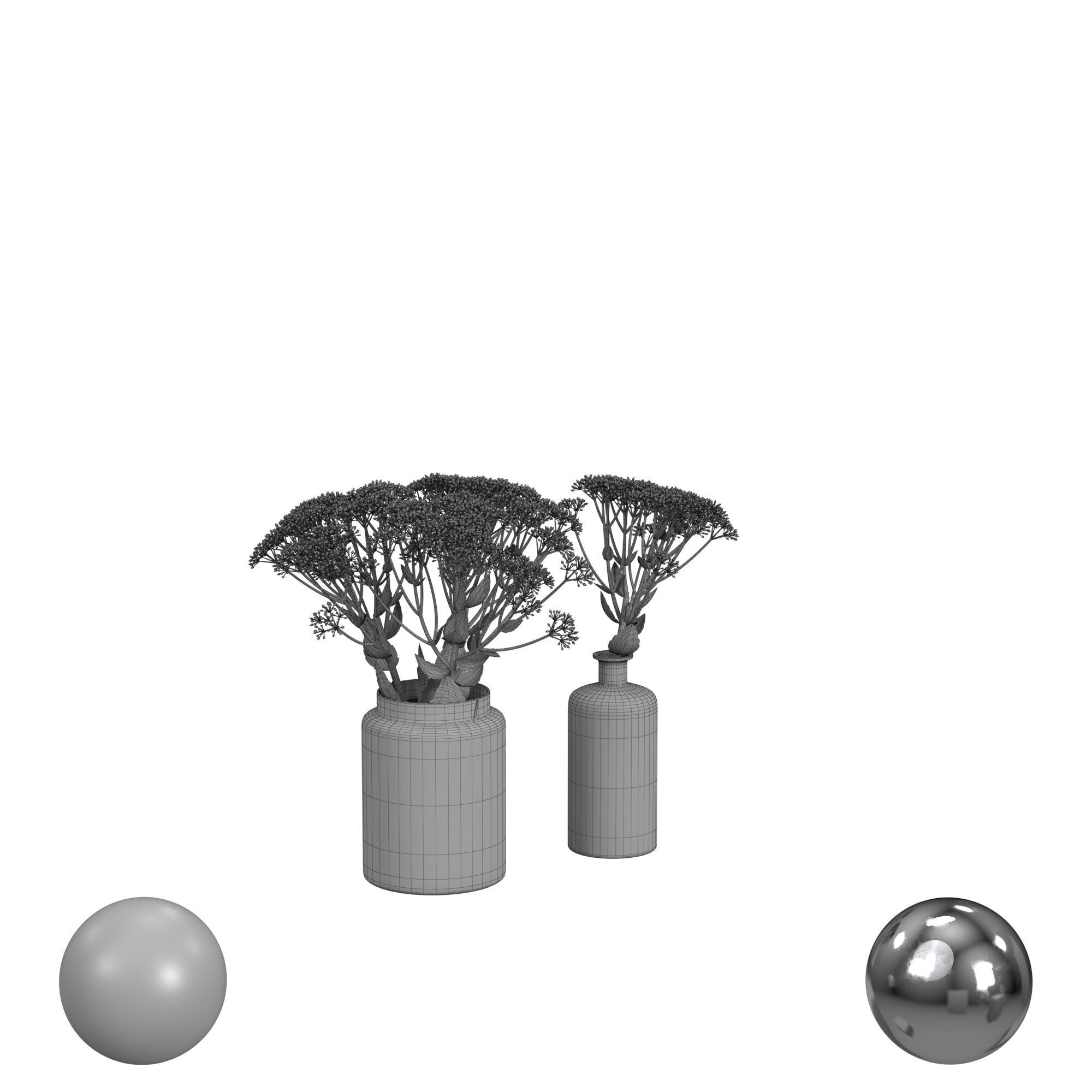 sedum plant 3D model_3