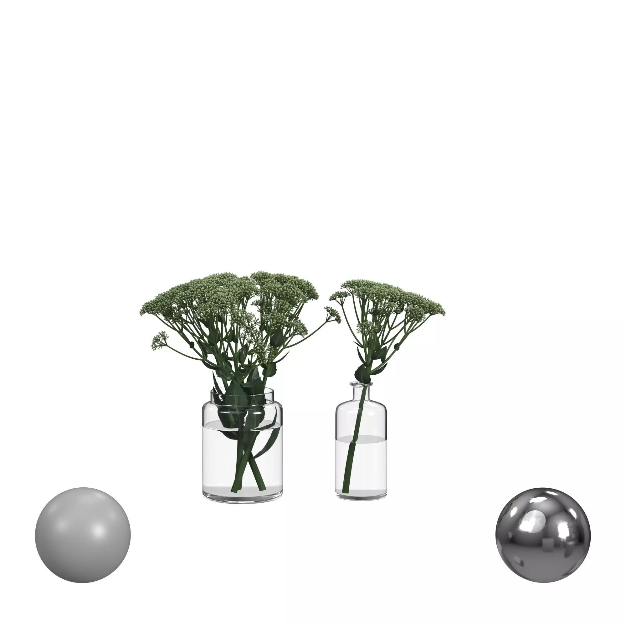 sedum plant 3D model_0