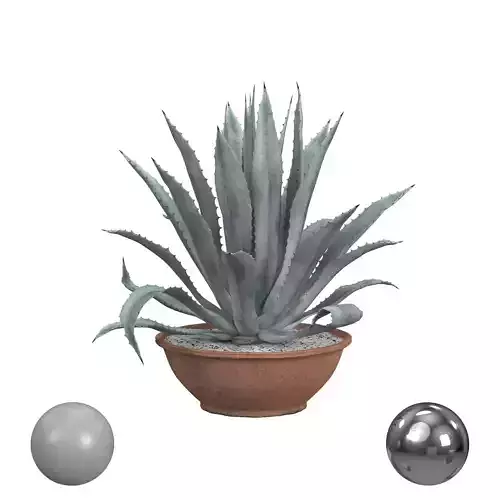 Agave americana blue 3D model