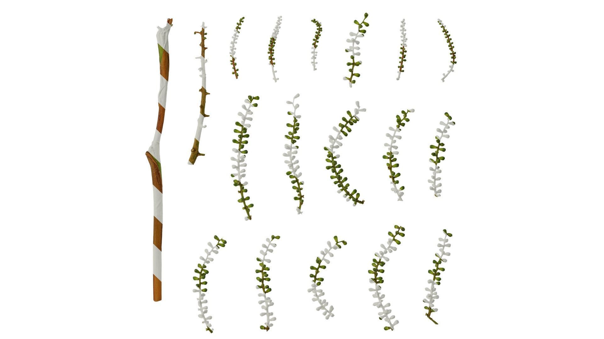 Anydrafts Rhapis excelsa Fruit 01 Texture