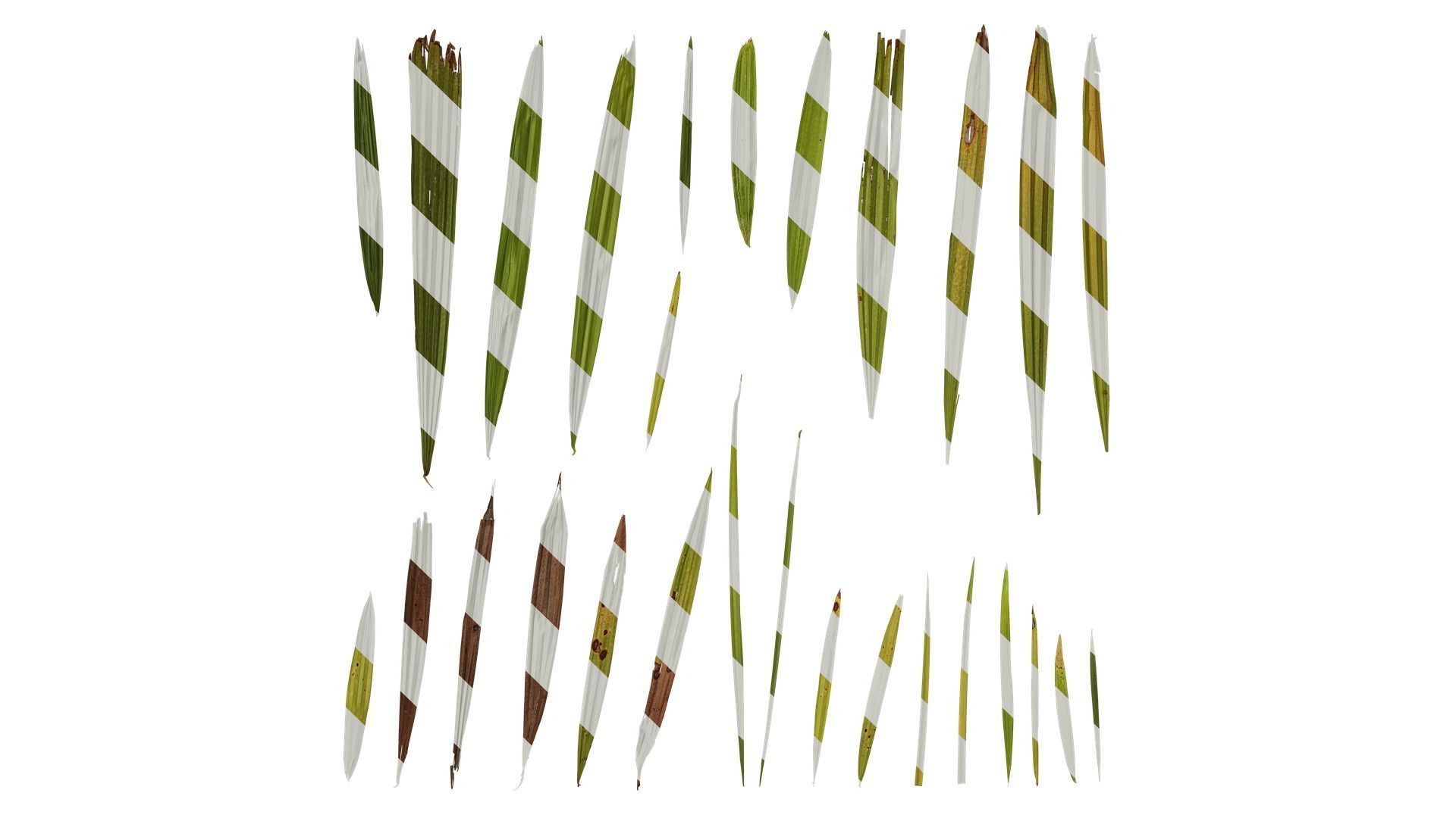 Anydrafts Rhapis excelsa Leaf 01 Texture