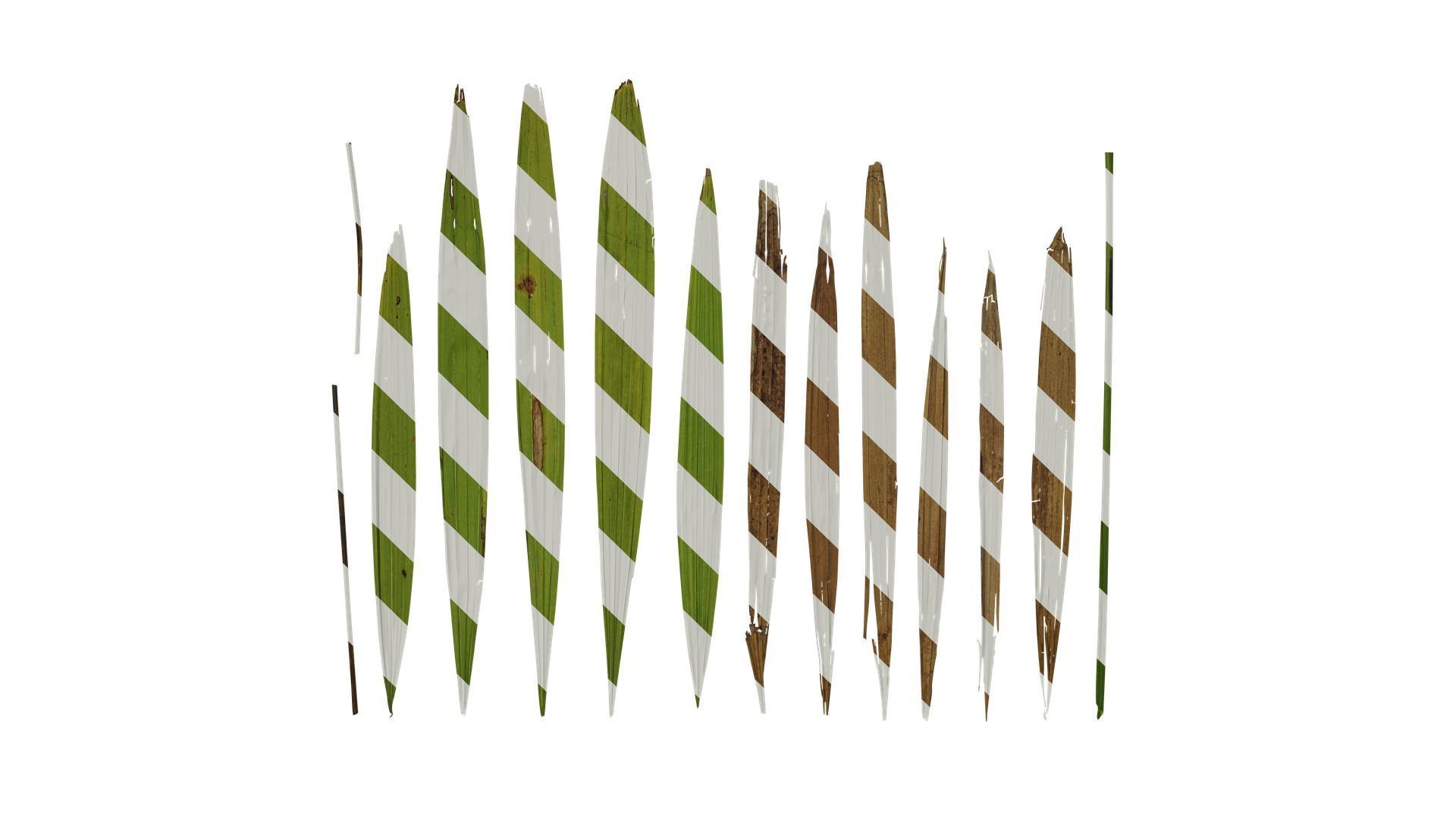 Anydrafts Rhapis excelsa Leaf 02 Texture