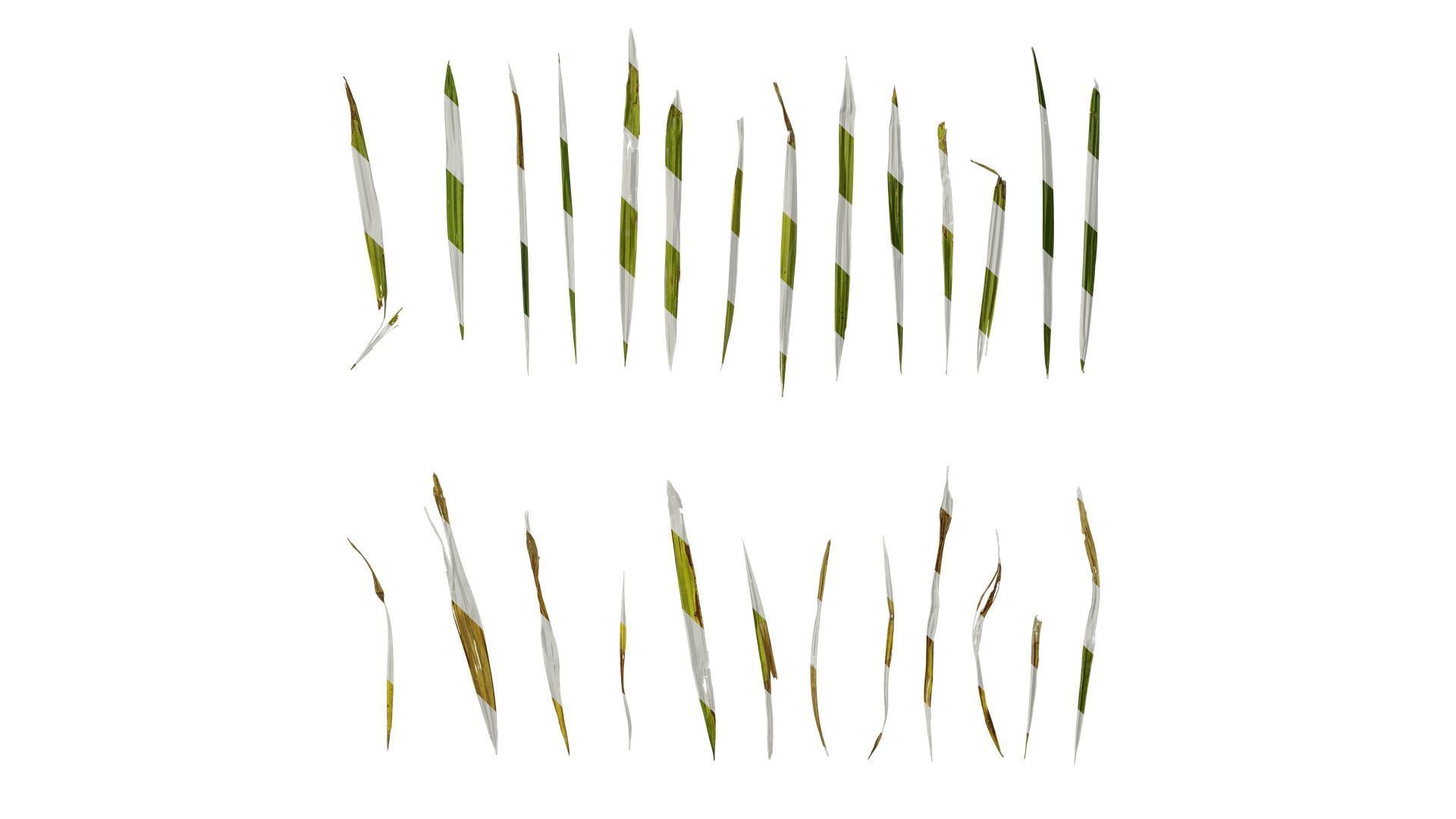 Anydrafts Rhapis excelsa Leaf 04 Texture