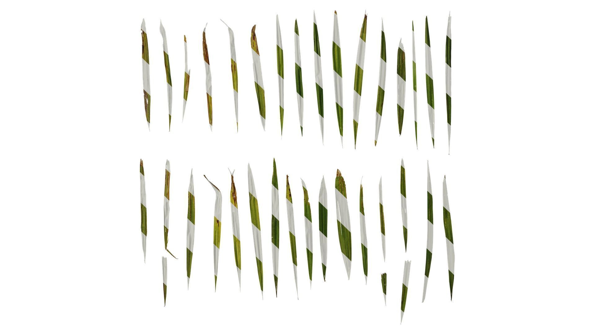 Anydrafts Rhapis excelsa Leaf 05 Texture