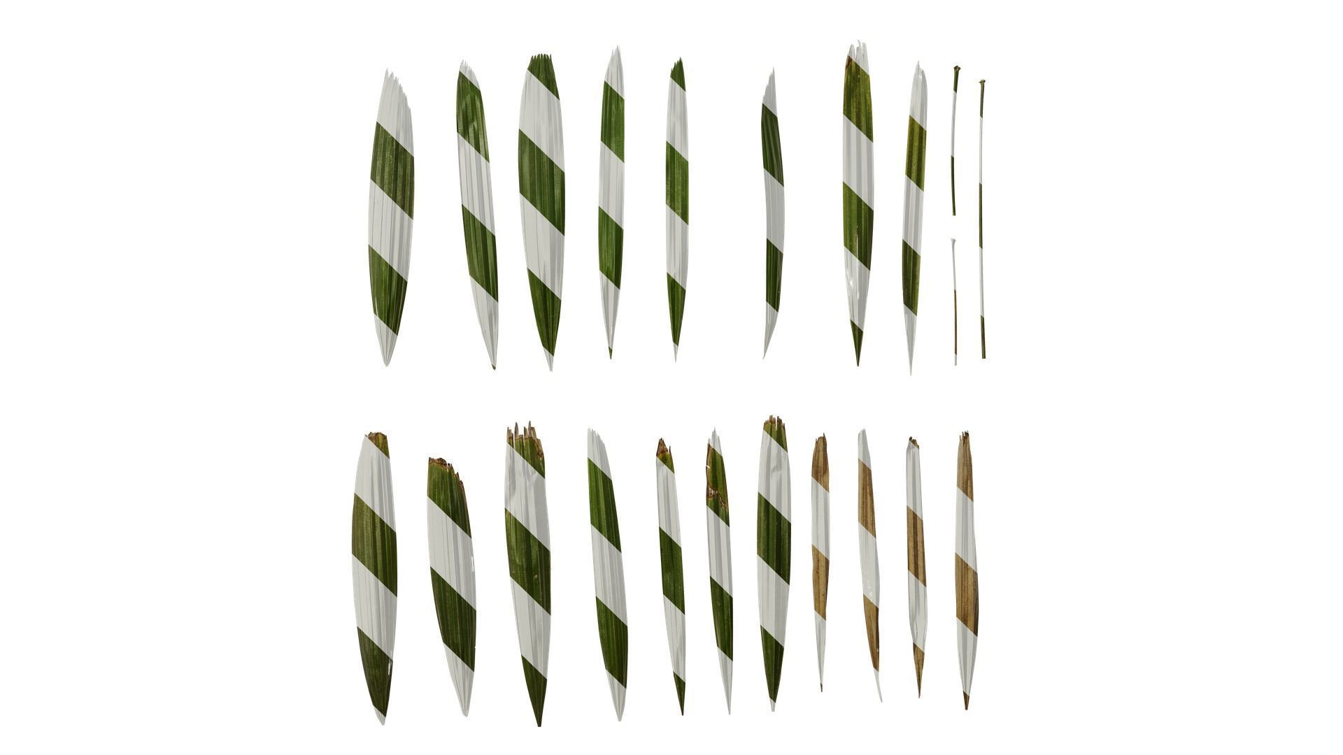 Anydrafts Rhapis excelsa Leaf 11 Texture