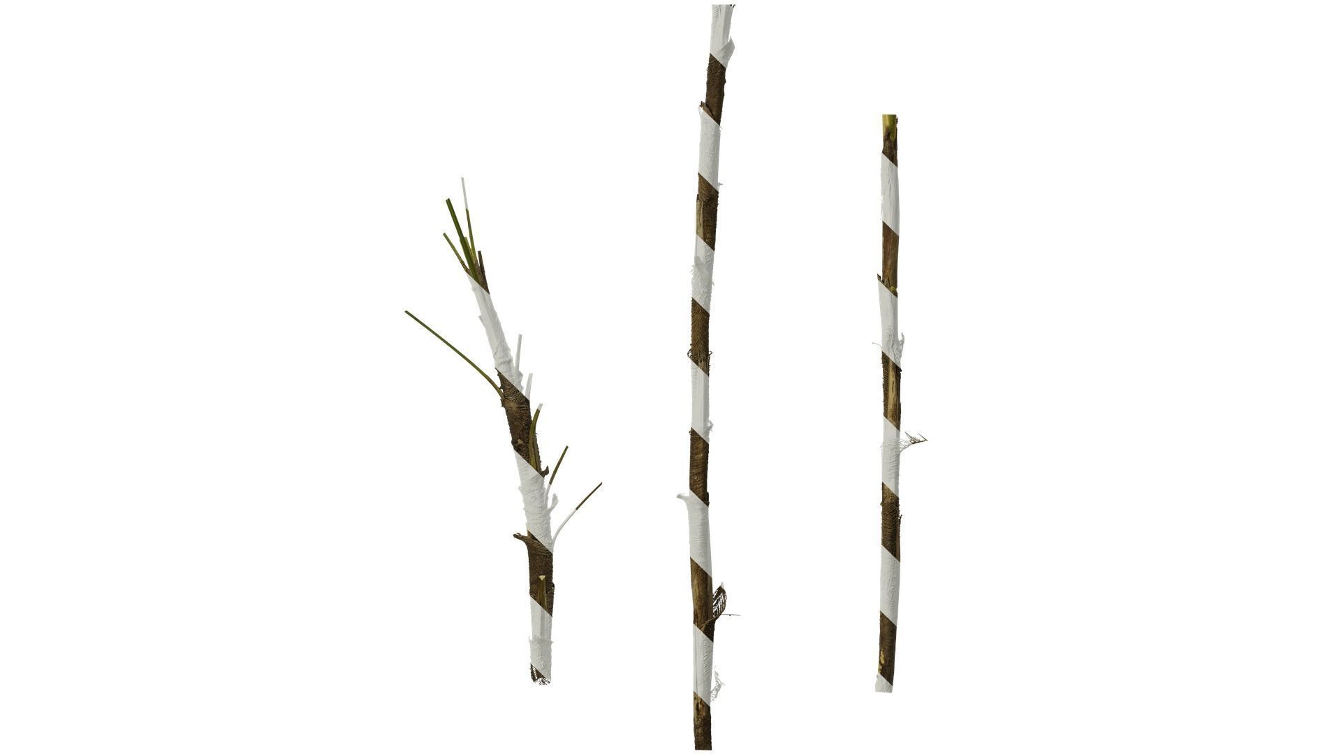 Anydrafts Rhapis excelsa Trunk 01 Texture