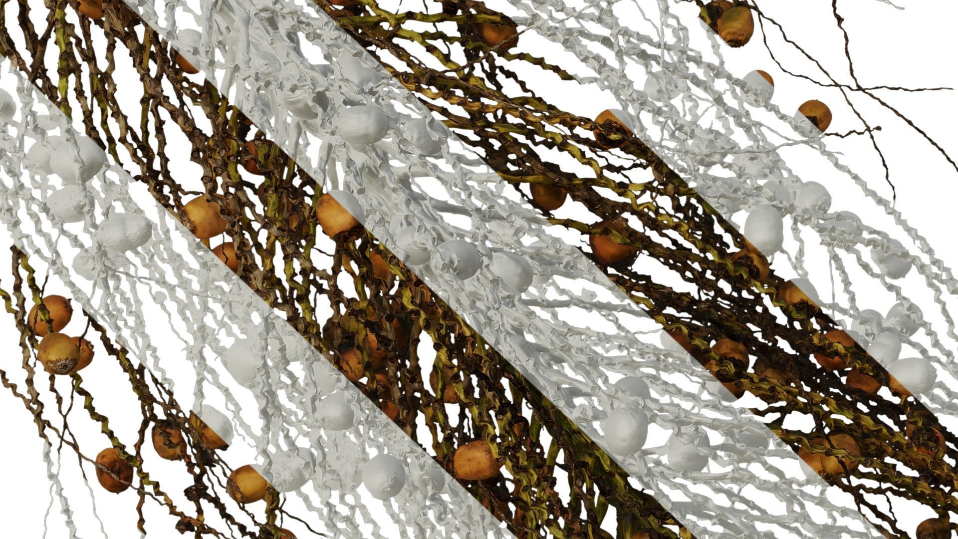 Anydrafts Syagrus romanzoffiana Atlas 04 Texture_8