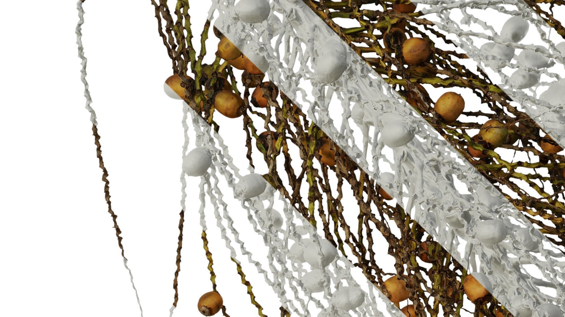 Anydrafts Syagrus romanzoffiana Atlas 04 Texture_4