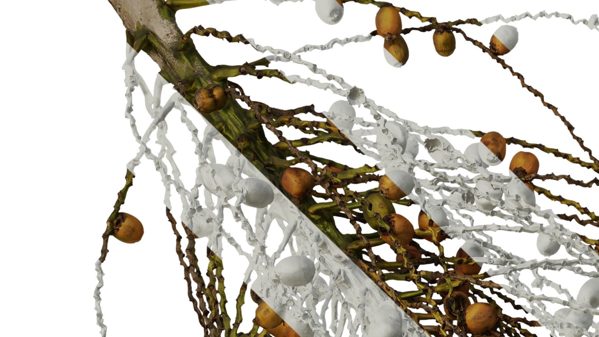 Anydrafts Syagrus romanzoffiana Atlas 04 Texture_2