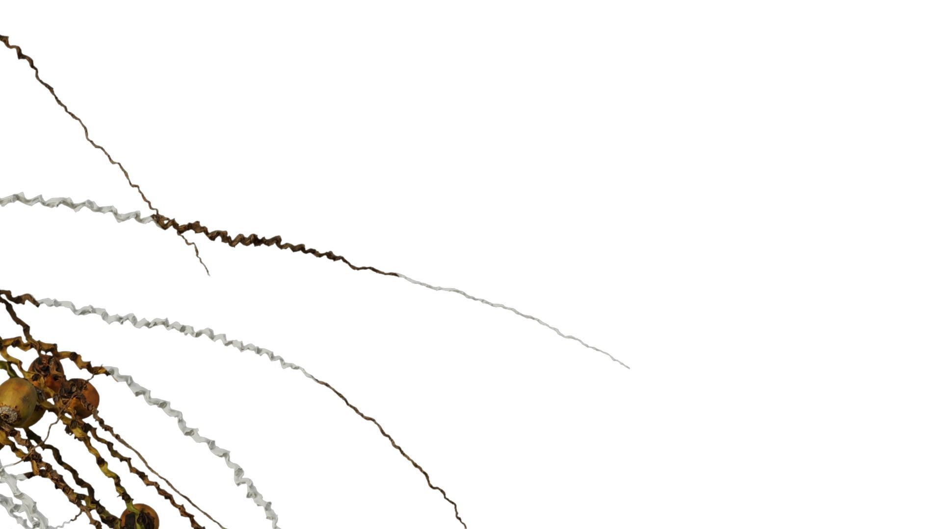 Anydrafts Syagrus romanzoffiana Atlas 04 Texture_3