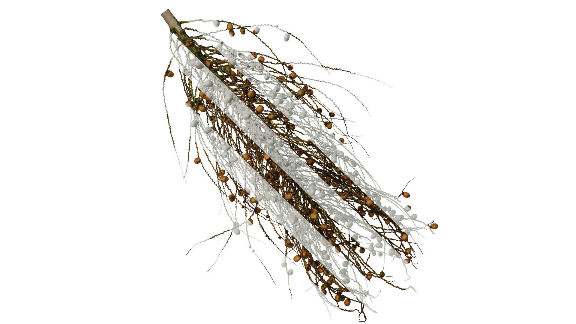 Anydrafts Syagrus romanzoffiana Atlas 04 Texture_0