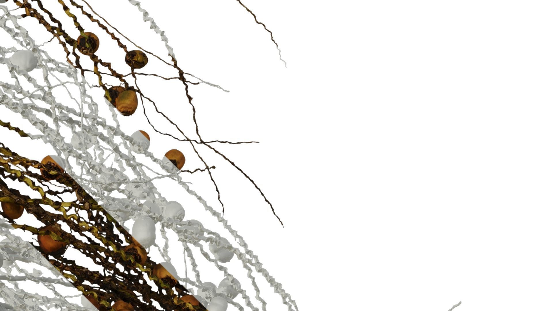 Anydrafts Syagrus romanzoffiana Atlas 04 Texture_5