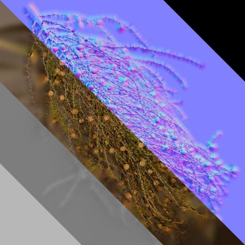 Anydrafts Syagrus romanzoffiana Atlas 04 Texture_9