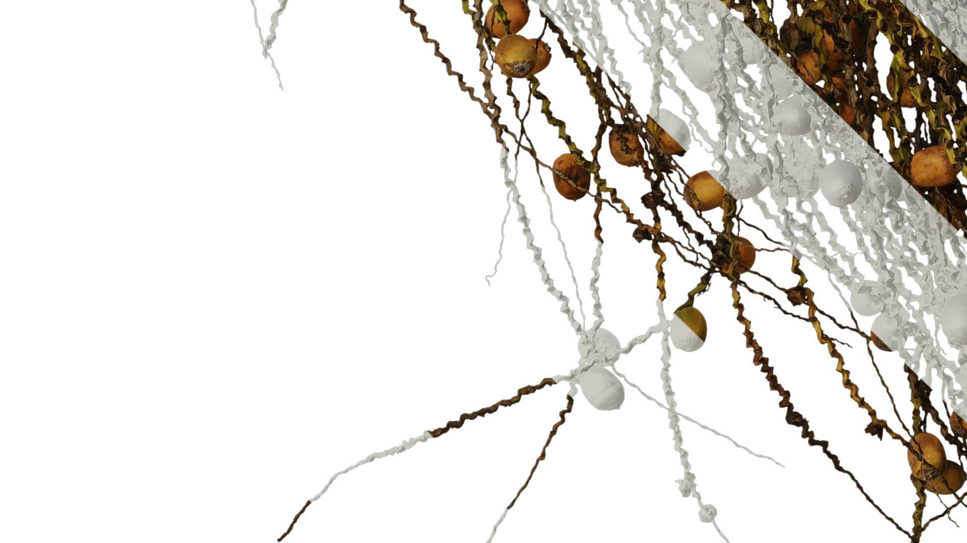 Anydrafts Syagrus romanzoffiana Atlas 04 Texture_6