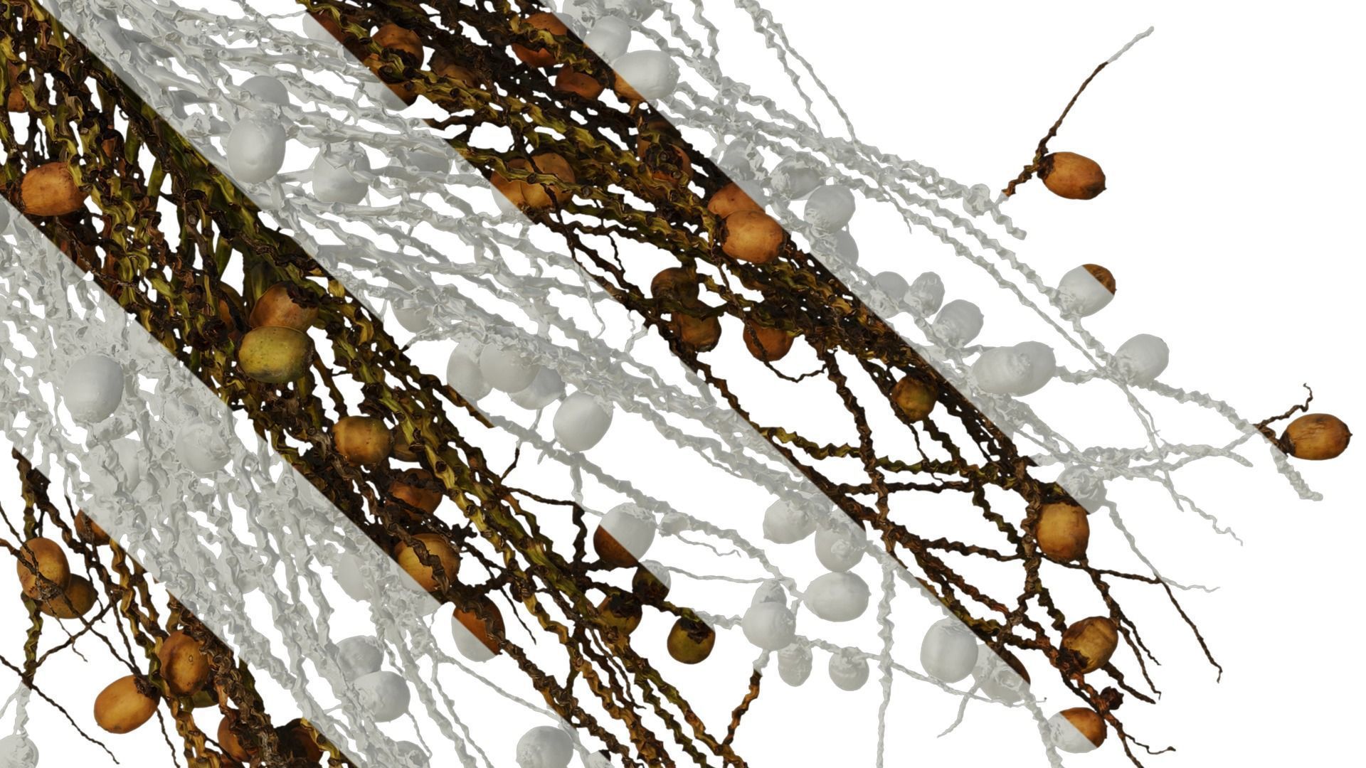 Anydrafts Syagrus romanzoffiana Atlas 04 Texture_7