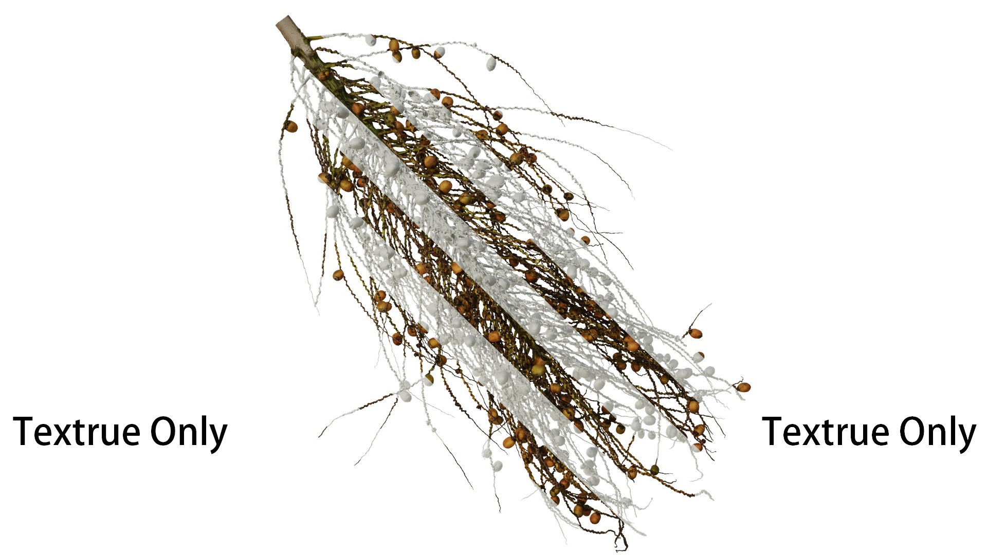 Anydrafts Syagrus romanzoffiana Atlas 04 Texture_1