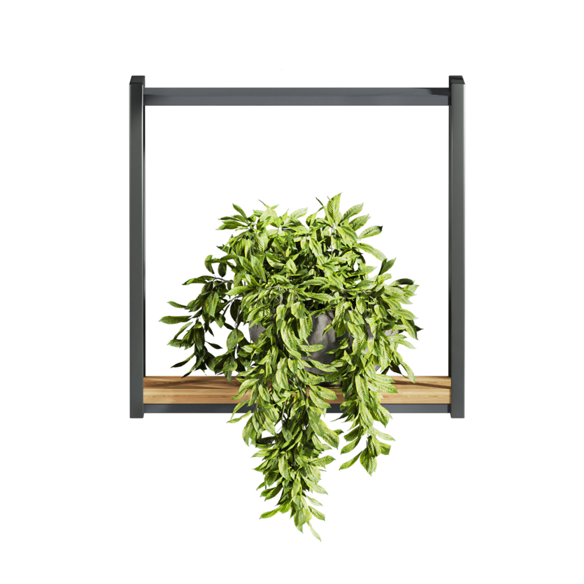 Plants Set 3D model_2