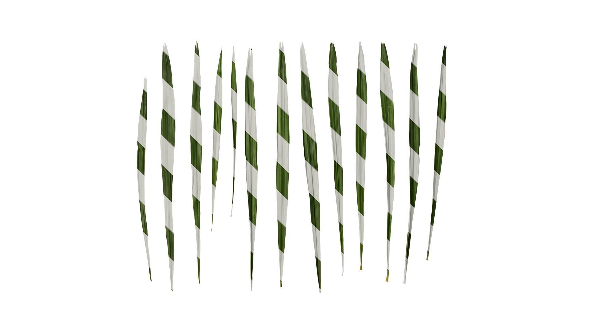 Anydrafts Trachycarpus fortunei Leaf 02 Texture
