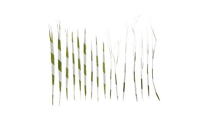 Anydrafts Trachycarpus fortunei Leaf 03 Texture