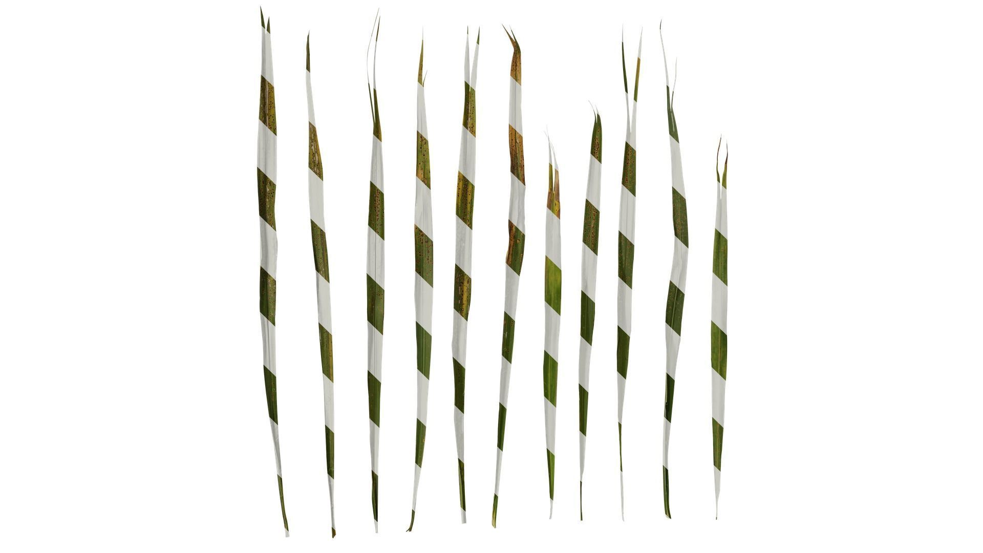 Anydrafts Trachycarpus fortunei Leaf 04 Texture
