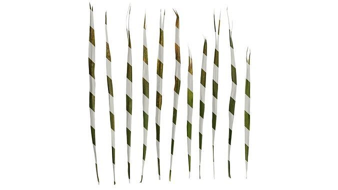 Anydrafts Trachycarpus fortunei Leaf 04 Texture