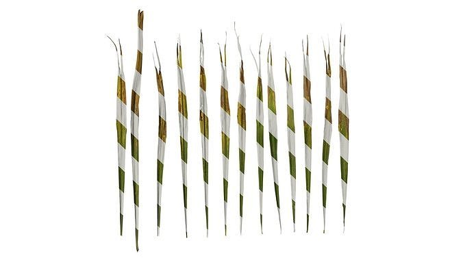 Anydrafts Trachycarpus fortunei Leaf 05 Texture