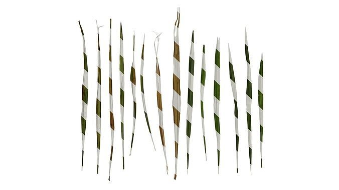 Anydrafts Trachycarpus fortunei Leaf 23 Texture