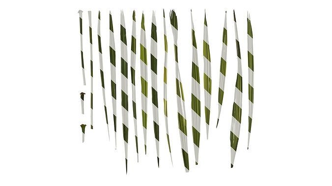 Anydrafts Trachycarpus fortunei Leaf 37 Texture