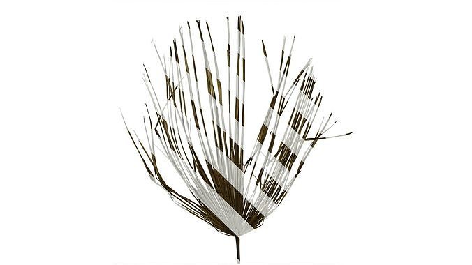 Anydrafts Trachycarpus fortunei Leaf 40 Texture