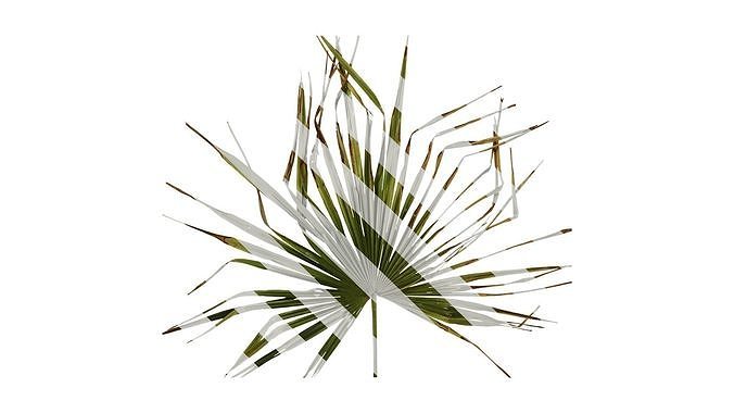 Anydrafts Trachycarpus fortunei Leaf 41 Texture